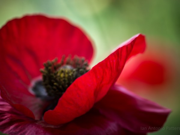 ian-antonio-patterson.com, ian-antonio-patterson, reflective, pentax-k5, macro-photography, 100mm-Macro, flower-fetish, Berlin-Germany, Jamaica