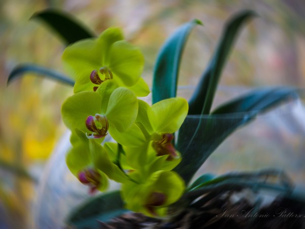 ian-antonio-patterson.com, ian-antonio-patterson, reflective, creative-edit, pentax-k5, macro-photography, 100mm-Macro, flower-fetish, Berlin-Germany, Jamaica