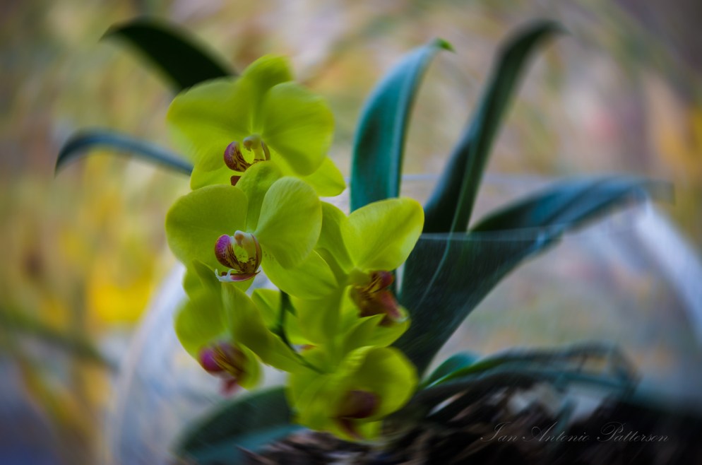 ian-antonio-patterson.com, ian-antonio-patterson, reflective, creative-edit, pentax-k5, macro-photography, 100mm-Macro, flower-fetish, Berlin-Germany, Jamaica
