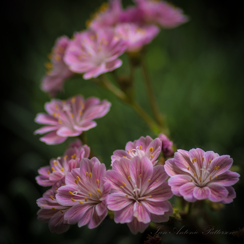 ian-antonio-patterson.com, ian-antonio-patterson, reflective, creative-edit, pentax-k5, macro-photography,100mm-Macro, flower-fetish, Berlin-Germany, Jamaica