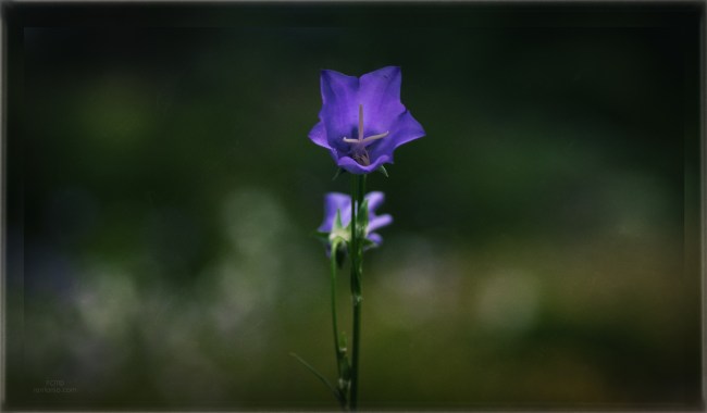 iantonio.com - works figurative