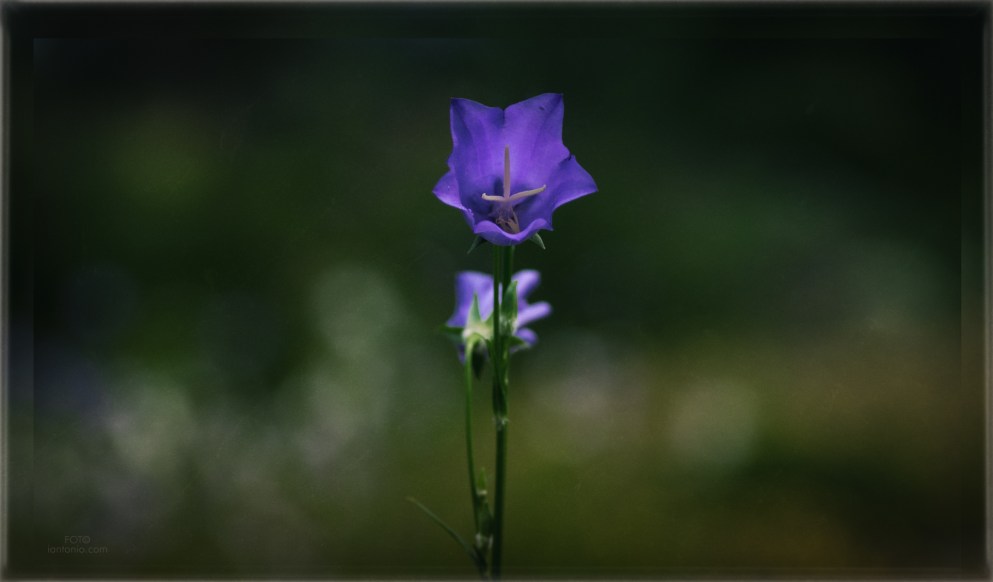 iantonio photography, iantonio-photography, iantonio.pix