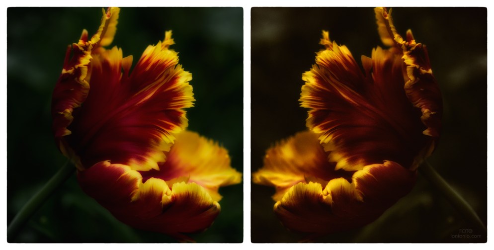 iantonio.com, dance photography, berlin, dragon shoot, artifice