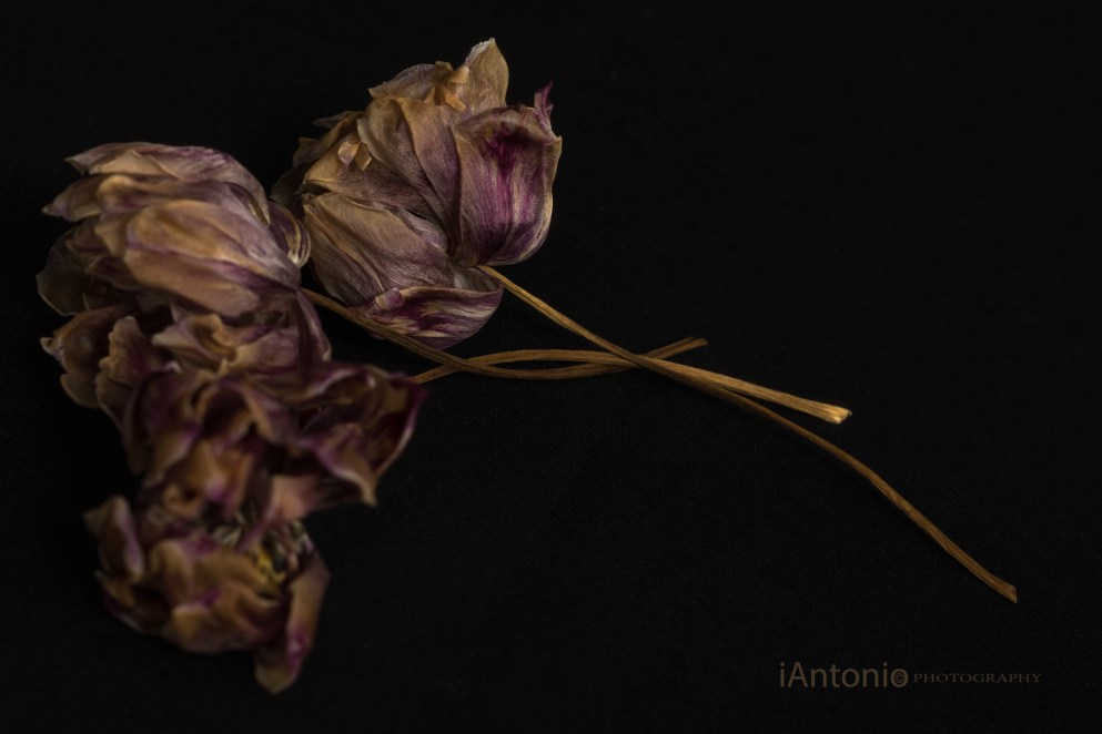 iAntonio, iAntonio-photography, iAntonio photography, ARTICULATE